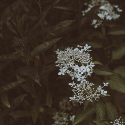 A Season to Bloom